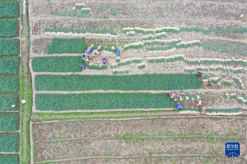 Galeria: agricultores estão ocupadas lavrando a terra na primavera