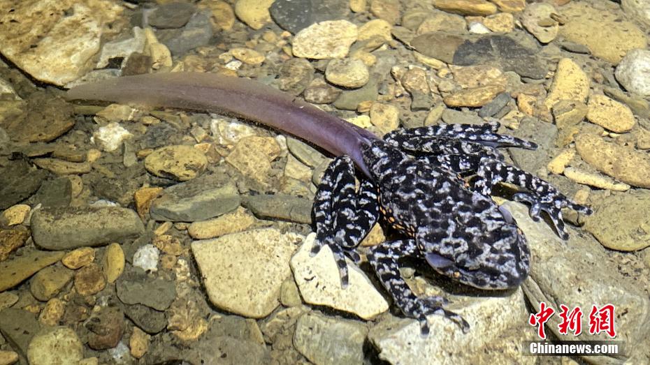 Espécie mágica é descoberto no sudoeste da China