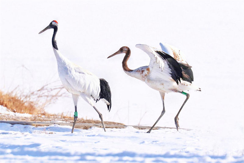 Gansu: dezenas de grou da manchúria reúnem-se no Parque Nacional de Zhangye