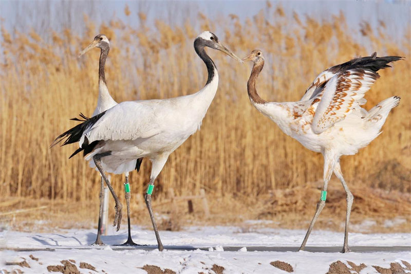 Gansu: dezenas de grou da manchúria reúnem-se no Parque Nacional de Zhangye