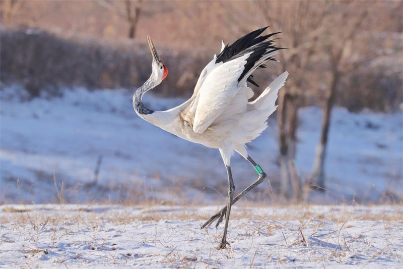 Gansu: dezenas de grou da manchúria reúnem-se no Parque Nacional de Zhangye