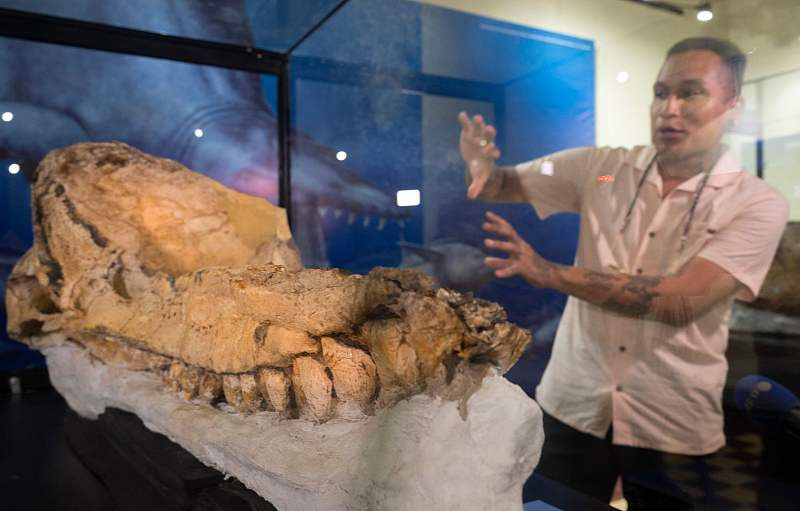 Peru exibe fósseis de cachalotes pré-históricos preservados há 7 milhões de anos