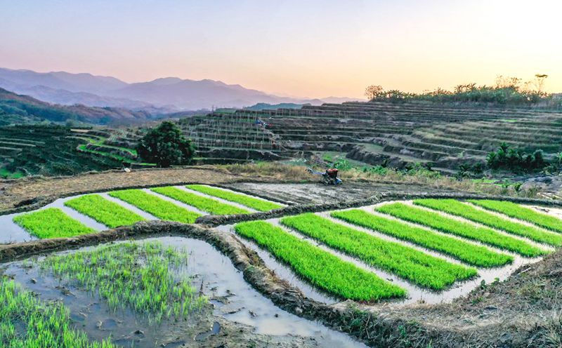 Hainan: terraços vibrantes com chegada da primavera