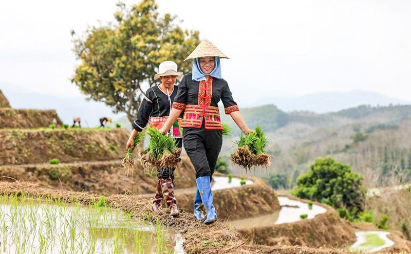 Hainan: terraços vibrantes com chegada da primavera