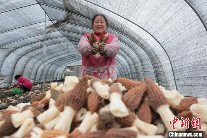 Anhui recebe colheita de morchella