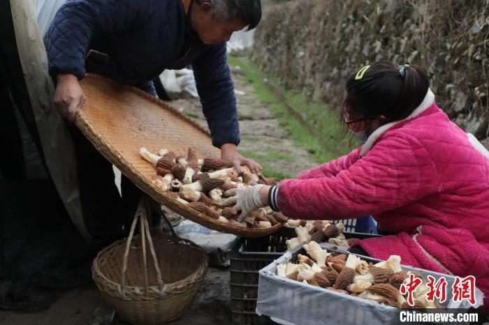 Anhui recebe colheita de morchella