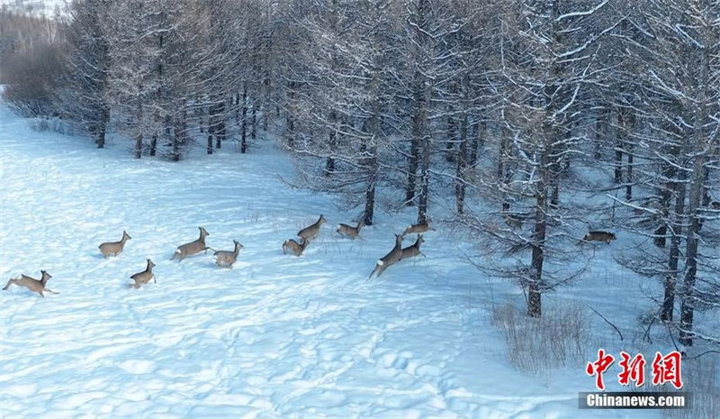 Galeria: corças do oriente em neve no norte da China