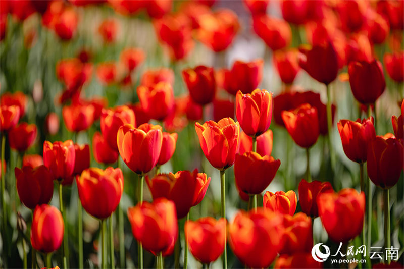 Galeria: tulipas desabrochas no sudoeste da China