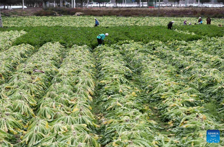 Agricultura da primavera avança em toda a China