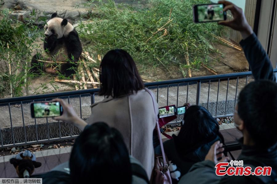 Japoneses se despedem do panda gigante Xiang Xiang