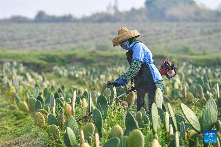 Galeria: Fazenda de cactos em Hainan