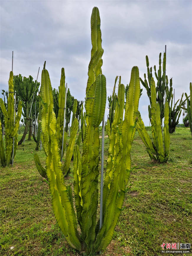 Galeria: Fazenda de cactos em Hainan