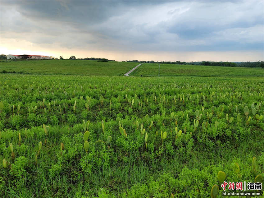 Galeria: Fazenda de cactos em Hainan