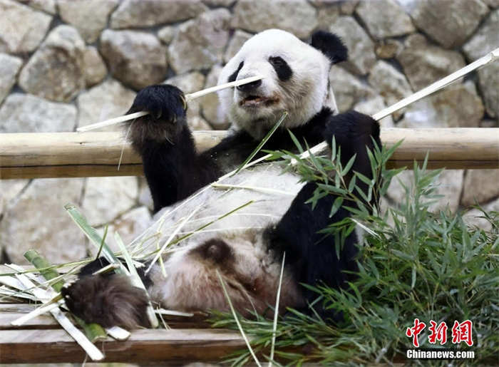 Japoneses dão adeus a mais três pandas que regressam à China