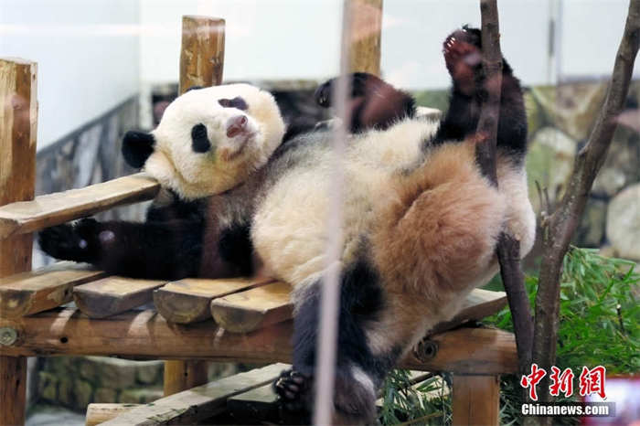 Japoneses dão adeus a mais três pandas que regressam à China