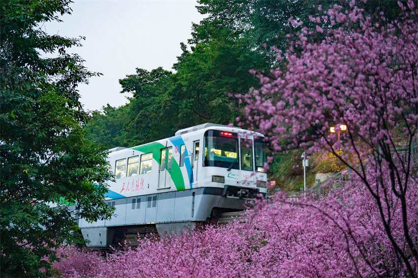 Monotrilho passa por flores desabrochando no metrô de Chongqing