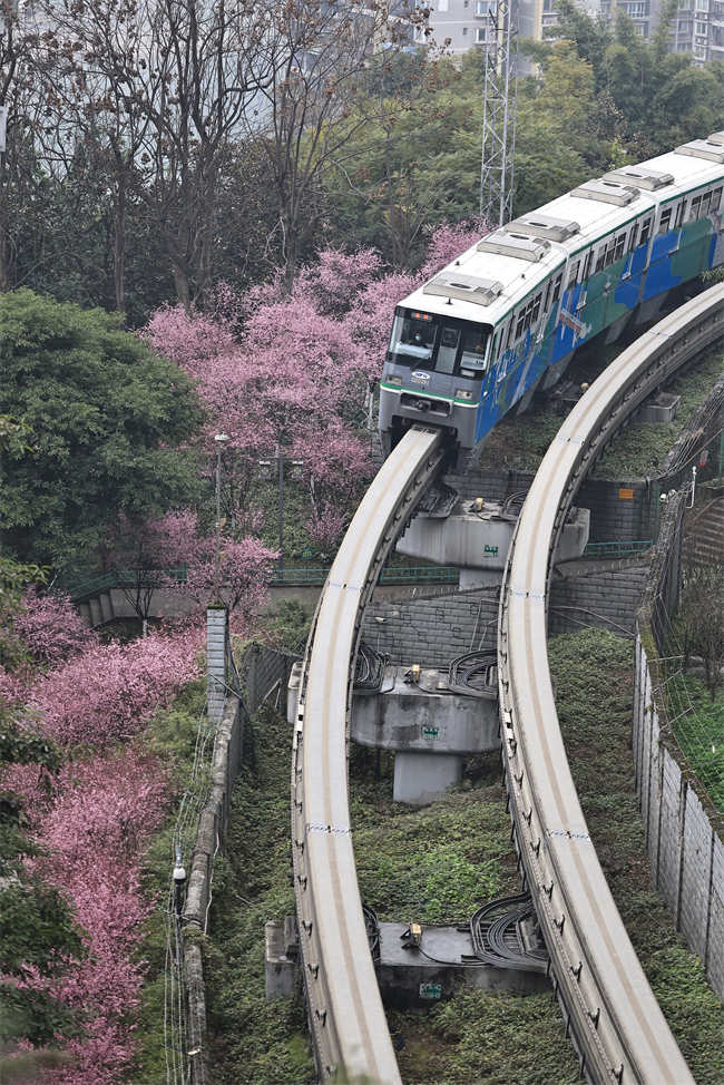 Monotrilho passa por flores desabrochando no metrô de Chongqing