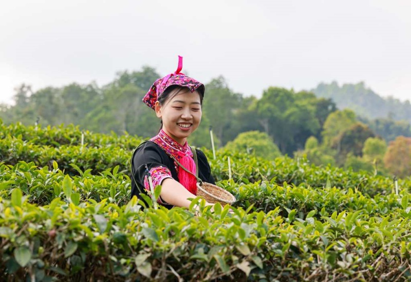 Hainan: moradores de Wuzhishan iniciam a colheita de chá na primavera