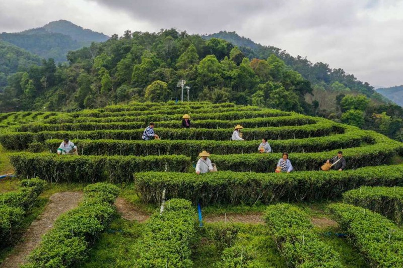 Hainan: moradores de Wuzhishan iniciam a colheita de chá na primavera