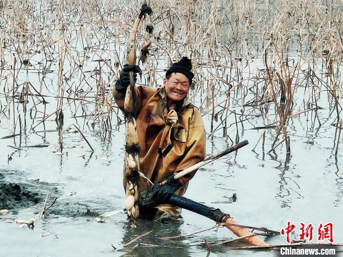 Agricultores recebem colheita de raízes de lótus no centro da China