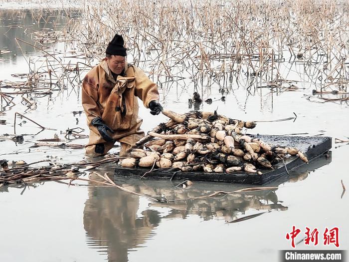 Agricultores recebem colheita de raízes de lótus no centro da China