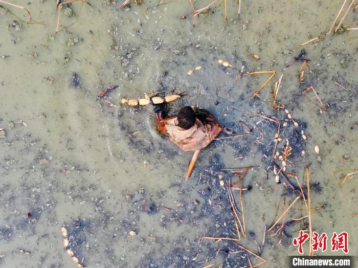 Agricultores recebem colheita de raízes de lótus no centro da China