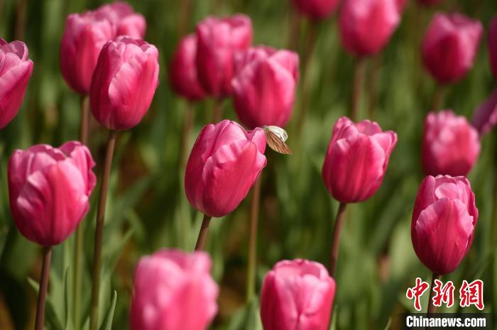 Galeria: tulipas florescem no sudoeste da China