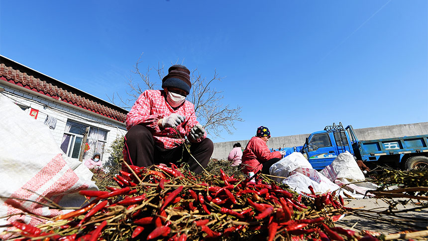 Cultivo de pimenta proporciona revitalização rural no norte da China