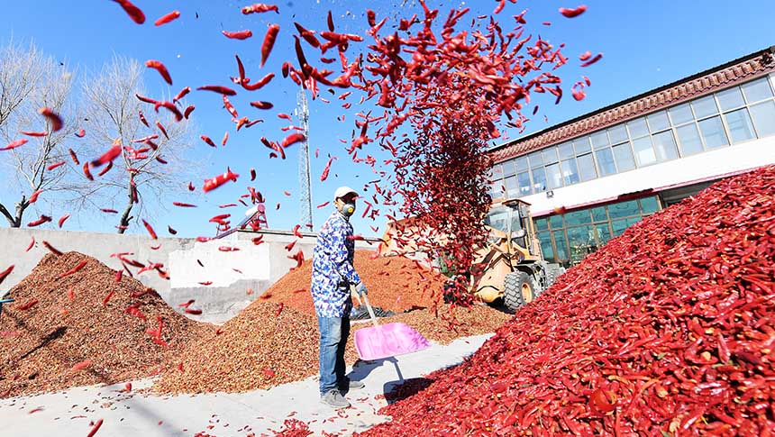 Cultivo de pimenta proporciona revitalização rural no norte da China