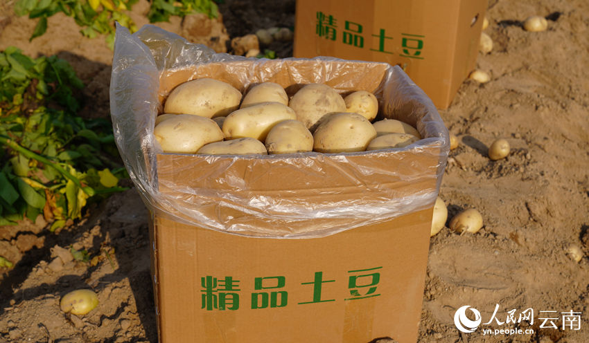 Yunnan dá início à temporada da colheita de batatas 