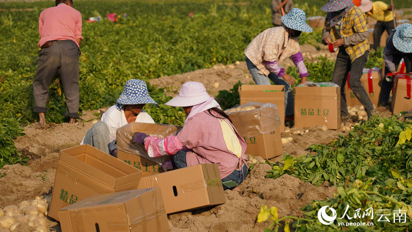 Yunnan dá início à temporada da colheita de batatas 