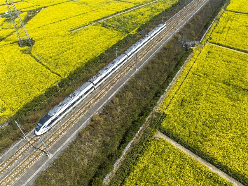 Galeria: trem-bala Tianfu atravessa campos de flores