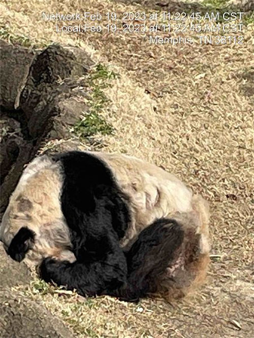 Zoológico de Beijing receberá de volta panda Yaya dos EUA