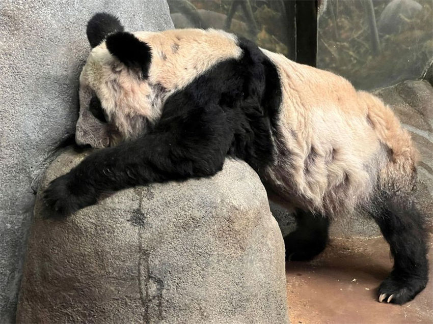 Zoológico de Beijing receberá de volta panda Yaya dos EUA