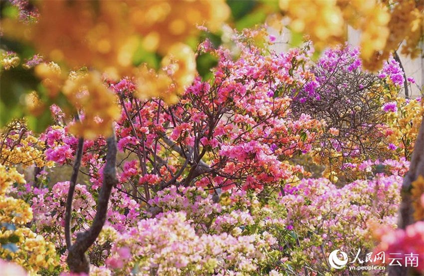 Galeria: mais de 200.000 buganvílias florescem no sudoeste da China