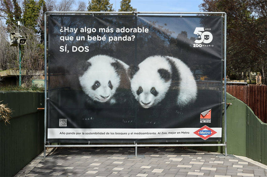 Pandas gigantes constituem ponte de amizade entre China e Espanha