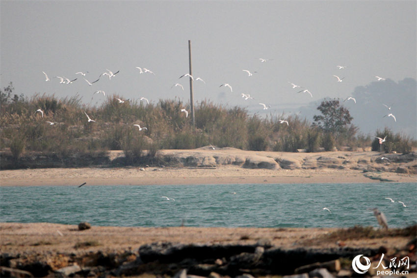 Galeria: Xiamen repleta de aves proporciona paisagem única