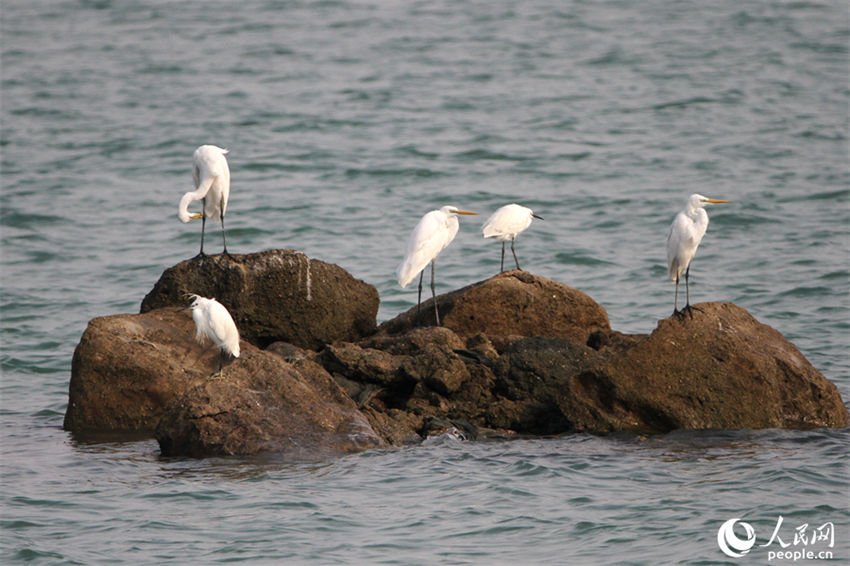 Galeria: Xiamen repleta de aves proporciona paisagem única