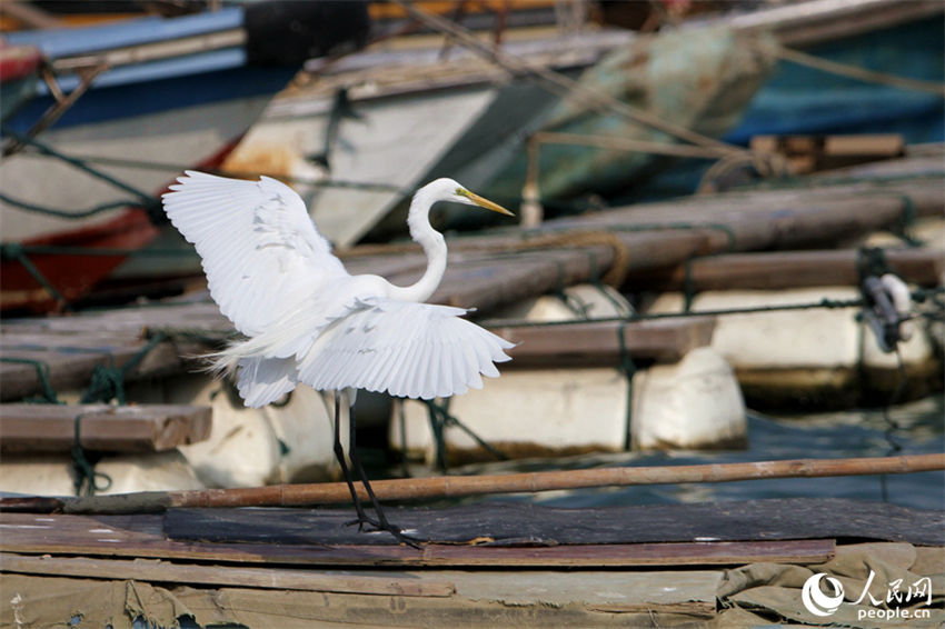 Galeria: Xiamen repleta de aves proporciona paisagem única