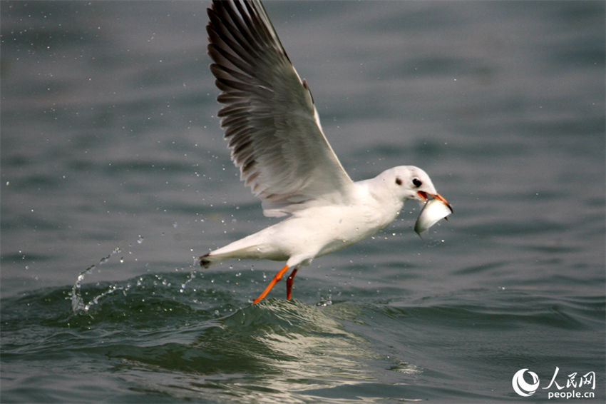 Galeria: Xiamen repleta de aves proporciona paisagem única