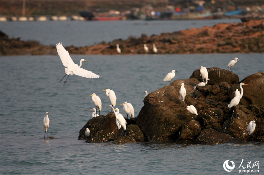 Galeria: Xiamen repleta de aves proporciona paisagem única