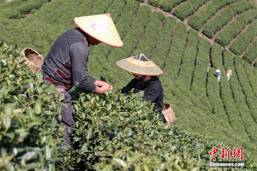 Guizhou recebe colheita do chá de primavera