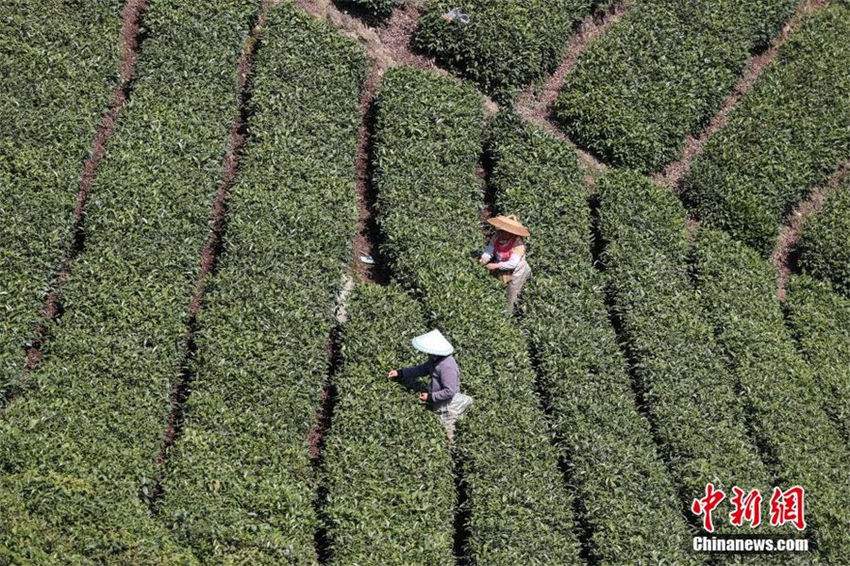 Guizhou recebe colheita do chá de primavera