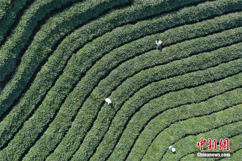 Guizhou recebe colheita do chá de primavera