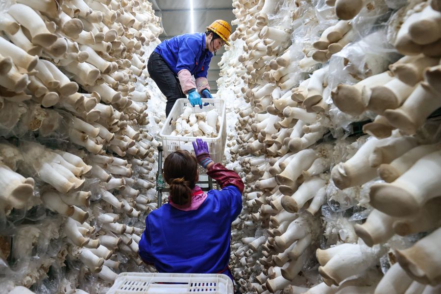 Galeria: trabalhadores colhem cogumelos no sudoeste da China