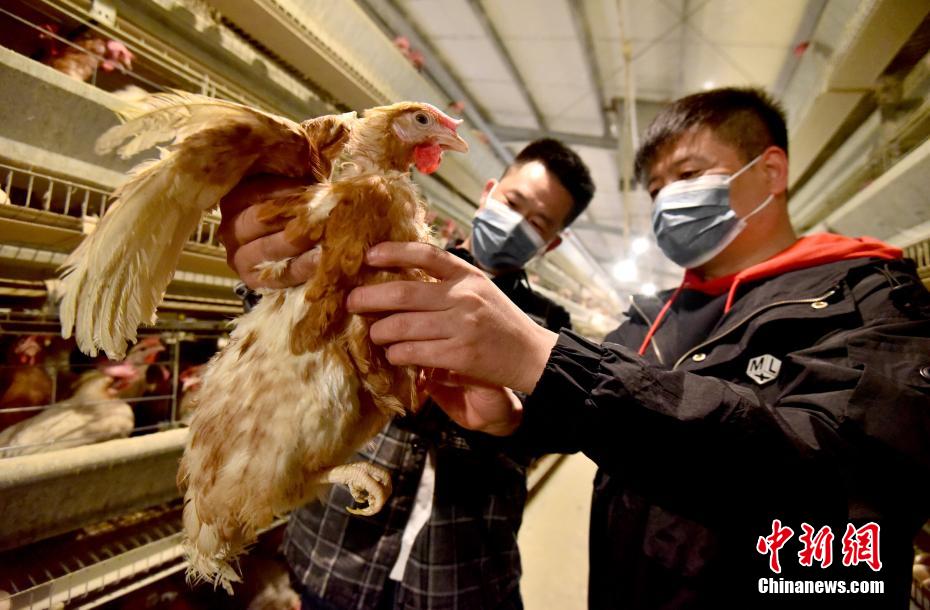 Criação inteligente de galinhas ajuda criadores a aumentar renda no norte da China