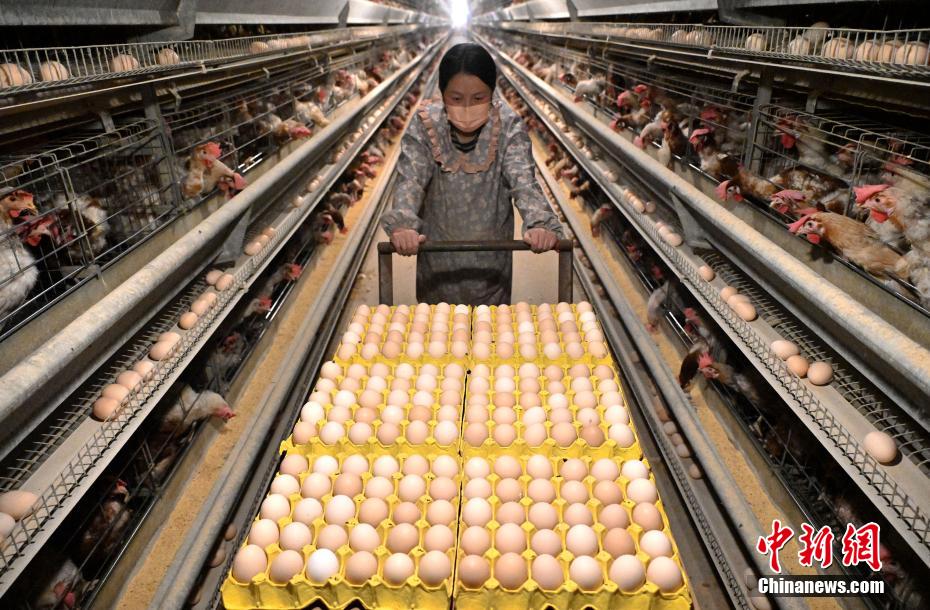 Criação inteligente de galinhas ajuda criadores a aumentar renda no norte da China