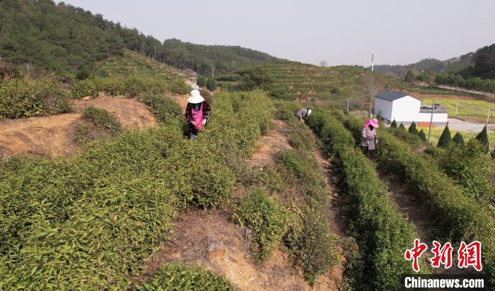 Henan inicia colheita do chá de primavera