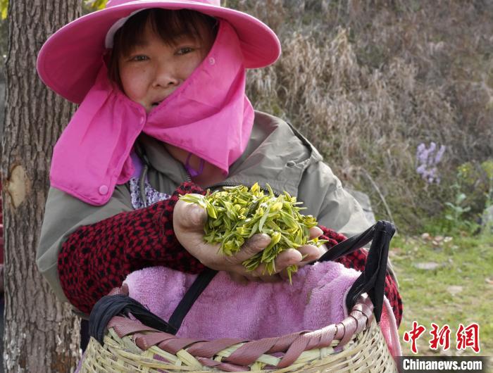 Henan inicia colheita do chá de primavera