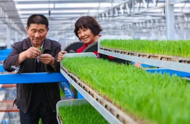 Galeria: plantações inteligentes em Xinyang, Henan